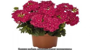 Вербена: посадка и уход за многолетними цветками