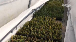 Хвойные в вашем саду  Эпин, Циркон   обработка весной