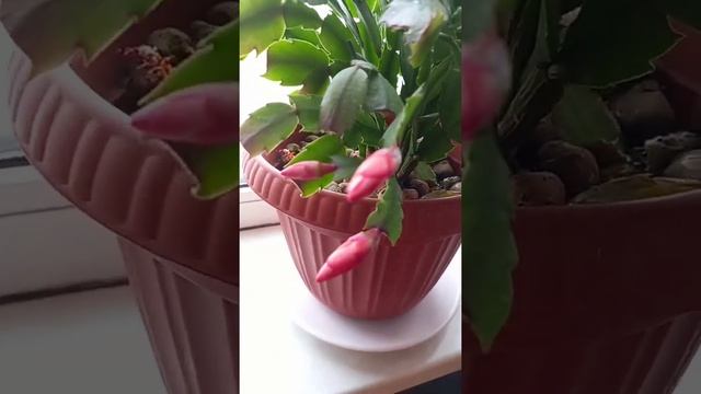 Schlumbergera truncata/ Christmas cactus смотреть онлайн