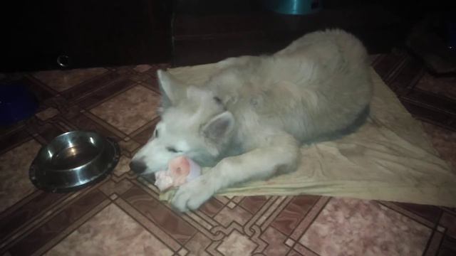 Сахарная говяжья косточка. Для здоровья зубов. смотреть онлайн