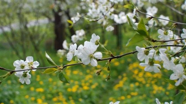 Вишня в саду Светлана Шувалова Автор слов и музыки Виктор Королев Автор видео Нина Рудакова смотреть онлайн