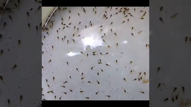 Цихлазому Феста. Cichlasoma Festae смотреть онлайн