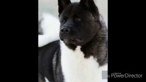 Всё про Американскую акиту