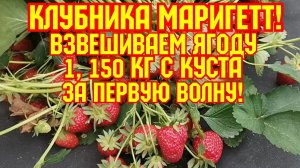 Клубника Маригетт, больше 1кг, за первую волну!