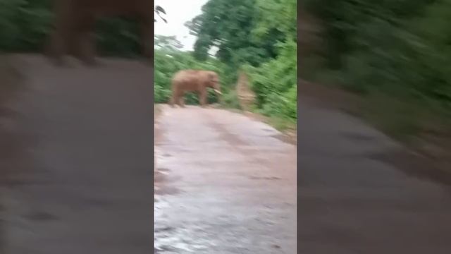 Elephant? attacks are a danger?☠️ to me. Elephaant attack ?? смотреть онлайн