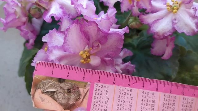 АВ-Купчиха смотреть онлайн