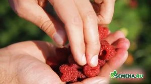 ??? Малина сорт «Пингвин»