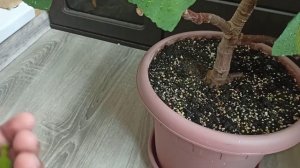 ИНЖИР ПЛОДОНОСИТ НА БАЛКОНЕ.Инжир в домашних условиях.