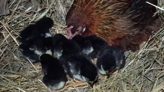 Курочка-мама и её детки. Осенний вывод цыплят. смотреть онлайн