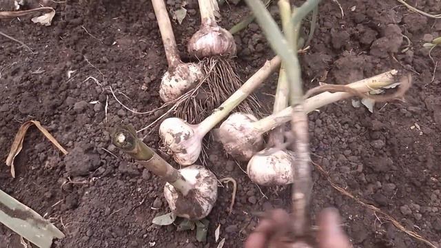 Уборка чеснока.Сорт Любаша. смотреть онлайн