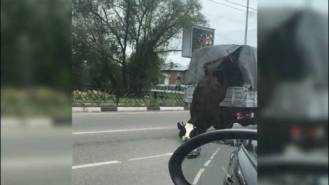 По центру Переславля гуляла корова смотреть онлайн