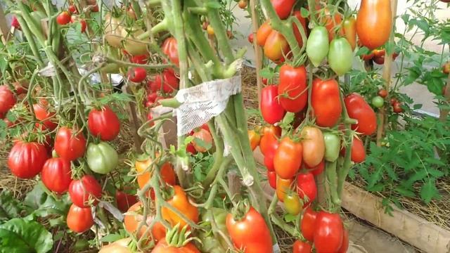 Томаты-гиганты?спеют и наливаются?в конце сезона? я от них такого не ожидала?Вес зашкаливает? смотреть онлайн