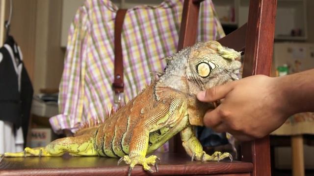 Закармливаю Игуану молодой капустой смотреть онлайн