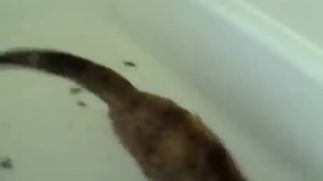 Catbox Video #1 смотреть онлайн