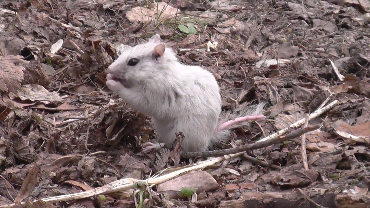 Бурундук альбинос. В Новосибирском дендропарке попался такой вот невиданный зверëк. смотреть онлайн