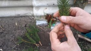 РАЗМНОЖЕННИЕ ТУИ , ЕЛИ, СОСНЫ ЧЕРПНКАМИ. ПРОСТОЙ И БЫСТРЫЙ СПОСОБ