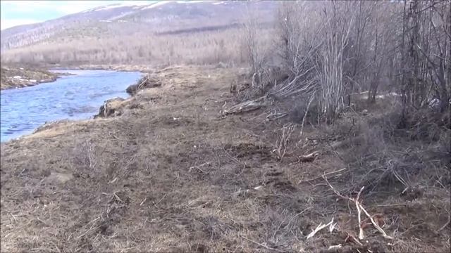 Природа Якутии. Часть 6. Молодая пара куропаток смотреть онлайн