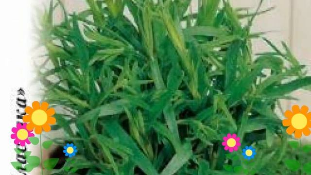 Эстрагон (Гудвин). Краткий обзор: Эстрагон описание характеристик, где купить семена, саженцы смотреть онлайн