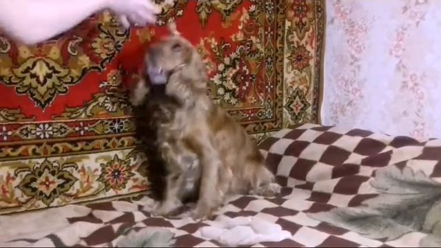 Как научить любимца команде,, Голос,, смотреть онлайн