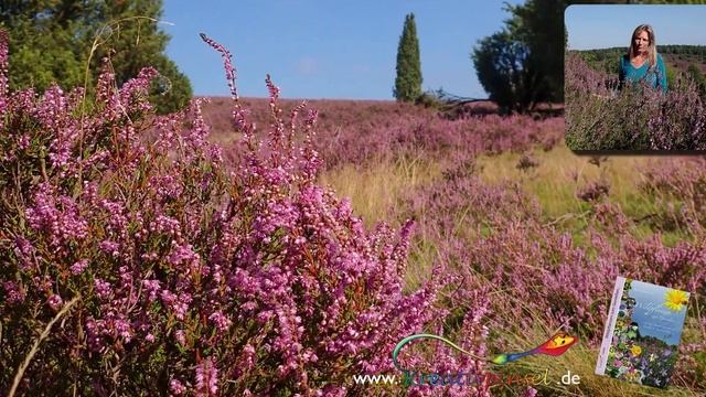 Heidekraut oder Besenheide (Calluna vulgaris) смотреть онлайн