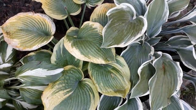 #хоста #hosta / Хосты осенью