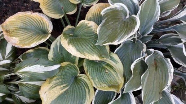 #хоста #hosta / Хосты осенью