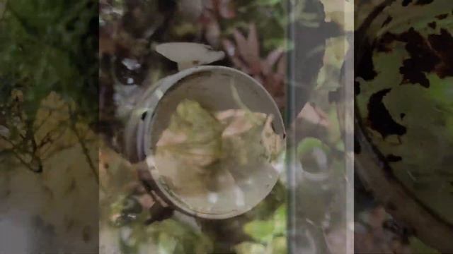 Мои террариумы с лягушками-древолазами. Часть 2 смотреть онлайн