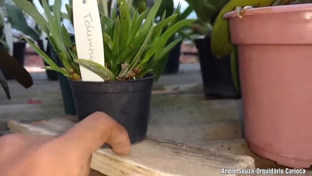 Mine e micro orquídeas смотреть онлайн