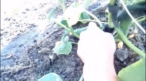 СГОРАЮТ ОГУРЦЫ В Теплице! - что делать?