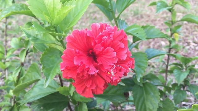 HIBISCUS FLOWERS/GUMAMELA/BEAUTIFUL HIBISCUS/MULTIPLE COLOUR HIBISCUS FLOWERS смотреть онлайн