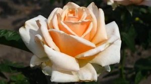 Роза Даймон Джубили.