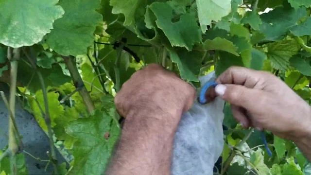 Как спасти урожай винограда от птиц и насекомых. Суперспособ. Мастер-класс смотреть онлайн