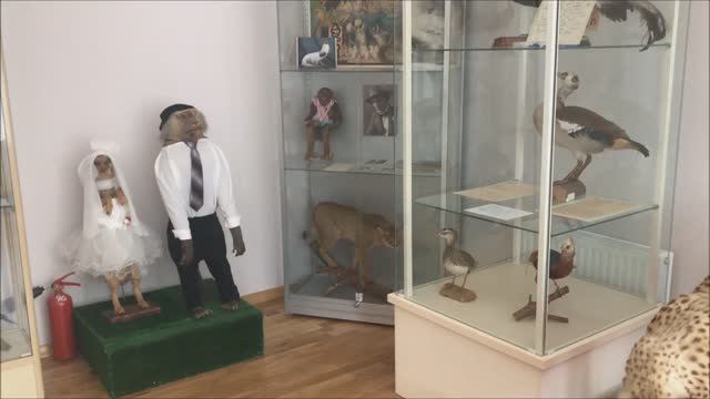 Музей Дурова в Таганроге смотреть онлайн