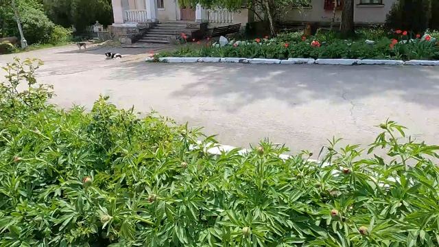 СТАРЫЙ КРЫМ - Отдыхающие этого НЕ УВИДЯТ. Что спрятано в лесу? Показываю ВСЮ ПРАВДУ. смотреть онлайн