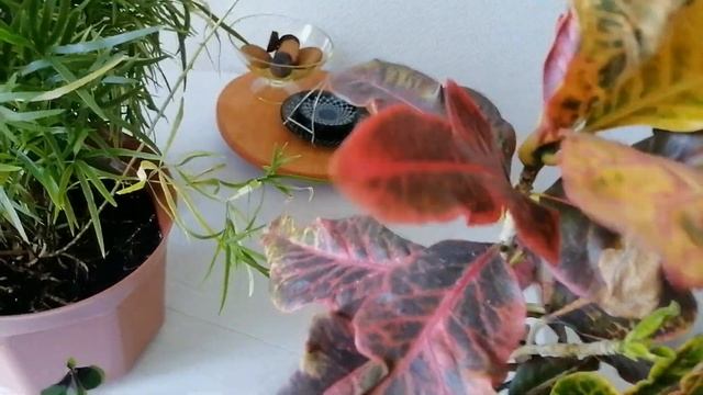 обзор комнатных растений в середине лета часть 1 смотреть онлайн