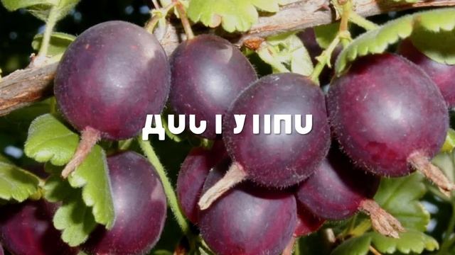 Йошта Йохини смотреть онлайн