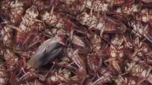 Я весёлый таракан я бегу бегу бегу Нифига ты не догнал и всё равно я убежал от тебя лох я убежал