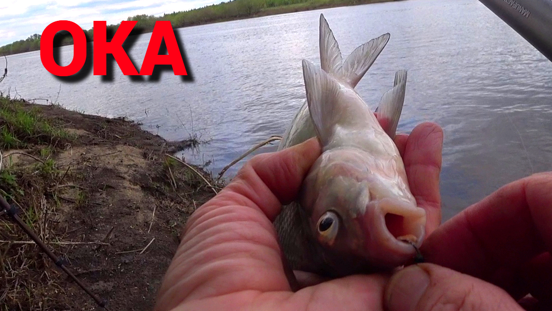 ДОНКА И ДРУГИЕ СНАСТИ. ЧЕРВЬ, ПЕНОПЛАСТ, САЛО. БОНУС в конце рыбалки. смотреть онлайн