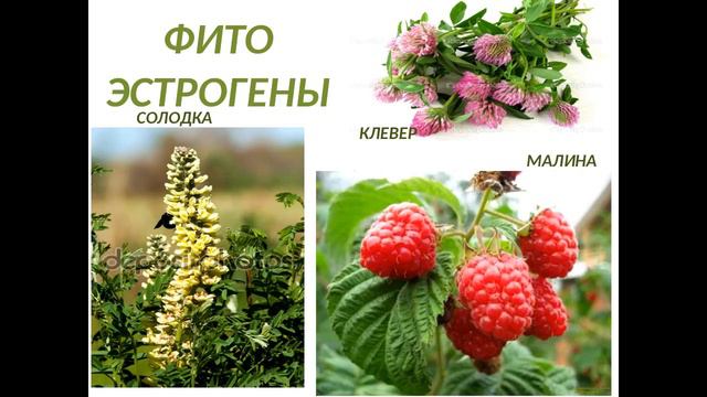 Оксана Мицкевич и Ольга Спиридонова Женские травы смотреть онлайн
