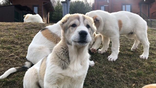 Щенки Страшно Рычат и Ругаются смотреть онлайн
