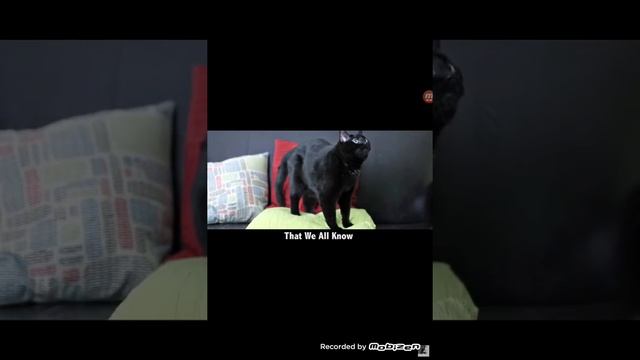 What does the cat say ? 1. Ft.| First vid :D смотреть онлайн