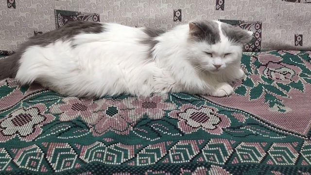 Что нужно купить котику.Новый друг. смотреть онлайн
