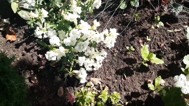 Обзор сада после отъезда. Привожу в порядок клумбы. Собираю урожай огурцов и клубники смотреть онлайн