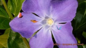 Барвинок большой (vinca minor) ? большой барвинок обзор: как сажать, саженцы барвинка