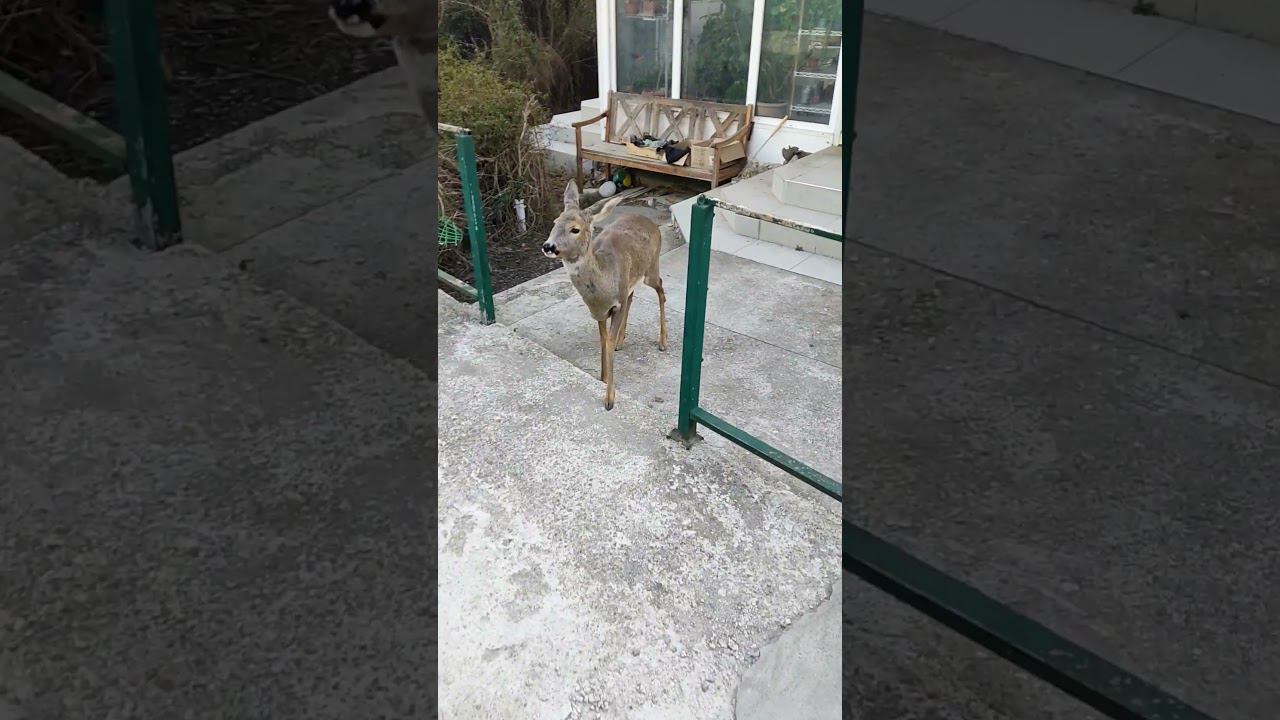 Домашняя косуля смотреть онлайн