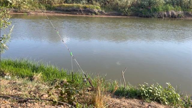 БЕШЕННЫЙ КЛЁВ СУДАКА! СУДАК ЗАСТАВИЛ МЕНЯ ПО БЕГАТЬ!#fishing #fish #судак #карась #нура #вреки #вре смотреть онлайн