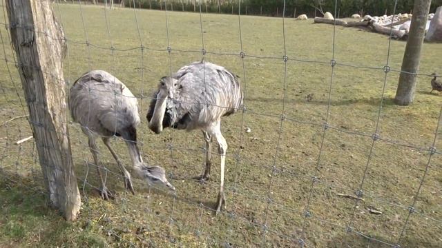 Кормление эму смотреть онлайн