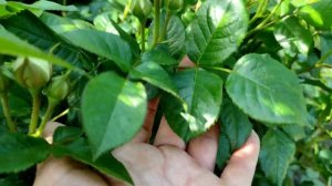 Перпл Лодж - первая роза, которая распустилась в моём саду.