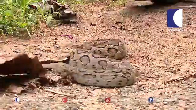 Wow Russel S Vipers That Came To Mate Throwback Snake Master Kaumudy Tv смотреть онлайн