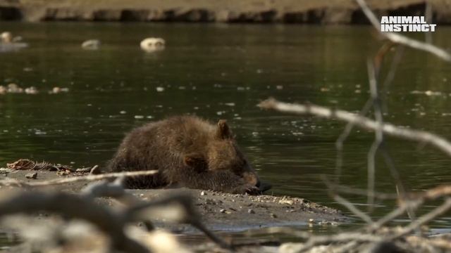 Лесной гигант: Бурый медведь ! | Мощный Зверь и его впечатляющие навыки | смотреть онлайн